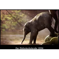 Vero Kalender Der Elefantenkalender 2026 Fotokalender DIN A3 von