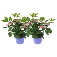 Plant in a Box - Hortensie - 2 Stk