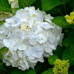 Plant in a Box Hortensie - Hydrangea Wudu - 3er Set Höhe 25-40cm