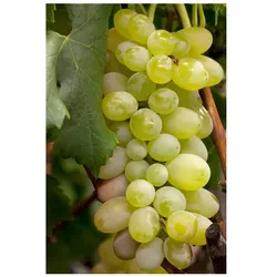Vitis vinifera 'Primus', Weinrebe, 80–100 cm