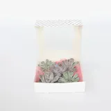 Plant in a Box - Mischung Echeveria DIY - 5 Stk - Echeveria lilacina - Höhe 7cm
