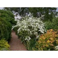 Pflanzen Für Dich Philadelphus 'Virginal', Duftjasmin, weiß, 40–60 cm