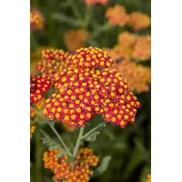 Pflanzen Für Dich Achillea filipendulina 'Walter Funcke', Schafgarbe, ca.