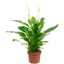 Einblatt mit 3-5 Blüten/Knospen - Luftreinigendes Spathiphyllum - ca. 45 cm hoch, Topf-Ø 13 cm