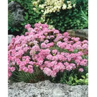 Pflanzen Für Dich Armeria juniperifolia, Grasnelke, rosa, ca. 9x9