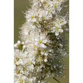 PlantaPro Sorbaria sorbifolia Heckenpflanze 70–90 cm weiß