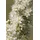 PlantaPro Sorbaria sorbifolia Heckenpflanze 70–90 cm weiß