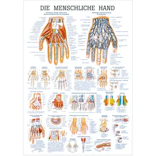Die Hand Lehrtafel Anatomie 100x70 cm medizinische Lehrmittel, Nicht Laminiert