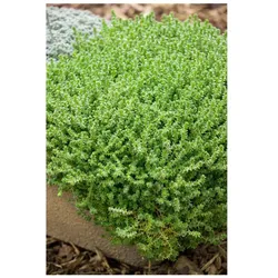Sedum acre 'Aureum', Mauerpfeffer, gelb, ca. 9x9 cm Topf