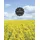 Independently published Notizbuch A4 150 Seiten liniert Rapsfeld