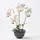 Homescapes - künstliche Weiße Phalaenopsis-orchidee im schwarzen Keramiktopf, 62 cm