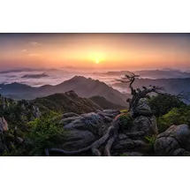 Papermoon Fototapete PAPERMOON "Photo-Art TIGER SEO, SONNENAUFGANG AUF DER SPITZE", bunt, B:4m L:2,6m, Vlies, Tapeten