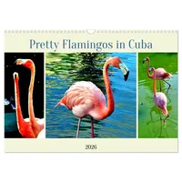 Calvendo Pretty Flamingos in Cuba (Wandkalender 2026 DIN A3