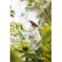 Pflanzen Für Dich Buddleja 'Peace', Schmetterlingsflieder, weiß, 40–60 cm