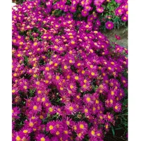 Pflanzen Für Dich Aster dumosus 'Alice Haslam' Kissen-Aster, ca.