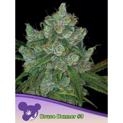 Anesia Bruce Banner #3 Fem. 3St.