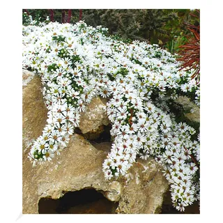 BALDUR Garten Winterharter Bodendecker Steinaster 'Snowflurry', 1 Pflanze, Aster ericoides, winterharte Staude, trockenresistent, mehrjährig, bienenfreundlich, blühend