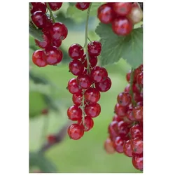 Ribes rubrum 'Rosetta', Rote Johannisbeere, 40–60 cm