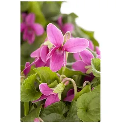 Viola odorata, Duftveilchen, violett, ca. 9x9 cm Topf