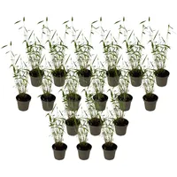 Plant in a Box - Bambus - 18 Stk