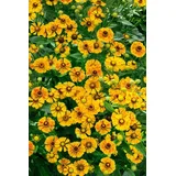 PlantaPro Helenium cult. 'Zimbelstern' ca. 11x11 cm Topf - Sonnenbraut, leuchtend gelbe Blüten, Blütezeit Juli-September, ideal für Beete, bienenfreundlich, pflegeleicht