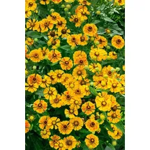 PlantaPro Helenium cult. 'Zimbelstern' ca. 11x11 cm Topf - Sonnenbraut, leuchtend gelbe Blüten, Blütezeit Juli-September, ideal für Beete, bienenfreundlich, pflegeleicht