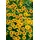 PlantaPro Helenium cult. 'Zimbelstern' ca. 11x11 cm Topf - Sonnenbraut, leuchtend gelbe Blüten, Blütezeit Juli-September, ideal für Beete, bienenfreundlich, pflegeleicht