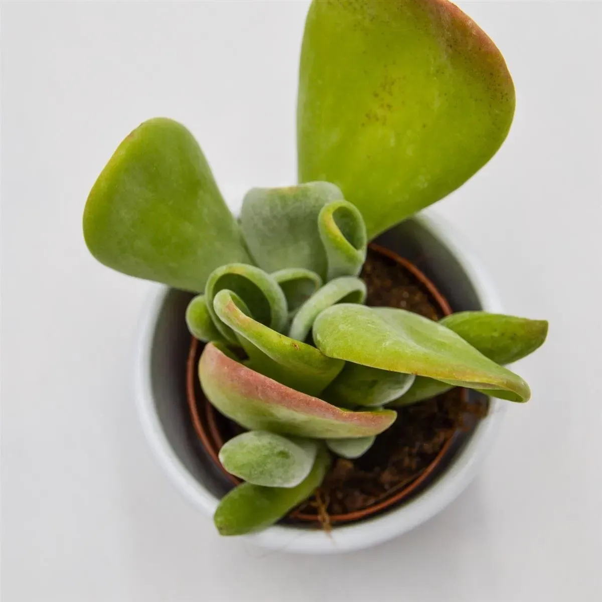 Kalanchoe Lady Finger - 5,5cm