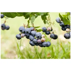 Vaccinium corymbosum 'Duke', Heidelbeere, 40–60 cm, ertragreich