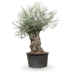 Olivenbaum ‘Bonsai’