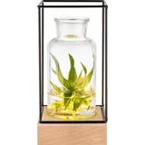 Gadgy Gadgy® Beleuchte Vase Glas - LED Blumenvase für Wohnzimmer Deko Modern - Glasvase Skandinavische Deko - Ø8cm Blumenvase Modern - Deko Pflanzen Vase für Blumen - 22x11x11cm