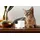 Petcube Cam 360 Kamera Weiß