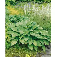 Pflanzen Für Dich Hosta Undulata Undulata Gartenfunkie Ca. 11x11
