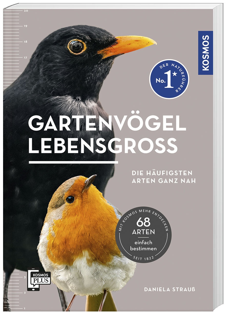 Gartenvögel Lebensgroß - Daniela Strauß  Kartoniert (TB)