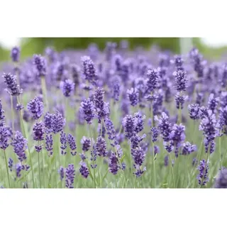 PlantaPro Lavandula angustifolia 'Hidcote Blue' 2L 40-