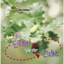 Von der Eichel bis zur Eiche