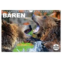 Calvendo Bären (Wandkalender 2026 DIN A4 quer), CALVENDO Monatskalender