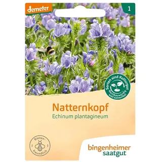 Natternkopf - Echium Plantagineum
