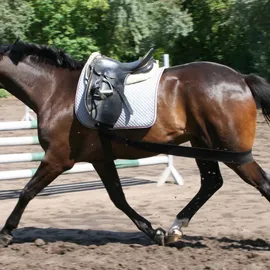 EQuest Körper Bandage Trainingshilfsmittel L Schwarz