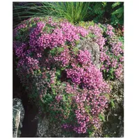 Pflanzen Für Dich Thymus doerfleri 'Bressingham Seedling', Teppichthymian, rosa,