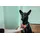 Hunter Divo Hundegeschirr Rot/Grau XS