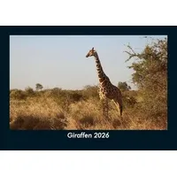 Vero Kalender Giraffen 2026 Fotokalender DIN A5 von Tobias