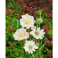 Pflanzen Für Dich Scabiosa caucasica 'Perfecta Alba', Skabiose, ca.