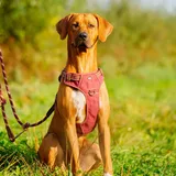 Nobby Hundegeschirr Sporty mit Griff rot