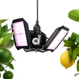 Meine Orangerie - LED-Pflanzenlampe FLEX [100W] - Vollspektrum LED Pflanzenleuchte zur Überwinterung von mediterranen Pflanzen - Entwickelt mit den Zitruspflanzen-Profis (LED Lampe)