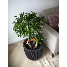 Capi Europe Capi Übertopf Kugel Groove NL elegant Schwarz 35 x 34 cm