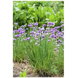 Allium schoenoprasum, Schnittlauch, ca. 9x9 cm Topf