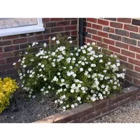 Pflanzen Für Dich Helianthemum x cult. 'Eisbär', Sonnenröschen, ca.