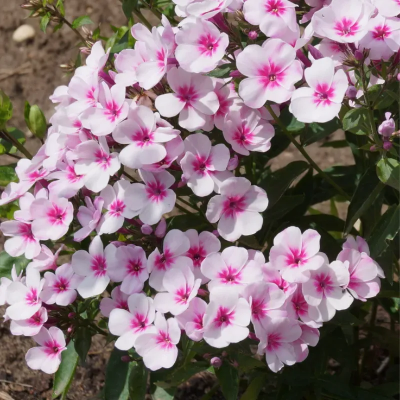 Rispenphlox – Phlox paniculata 'Early Pink'