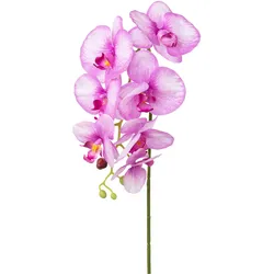 Creativ green Kunstorchidee »Orchidee Phalaenopsis«, mit real-touch-Blüten Creativ green orchidee